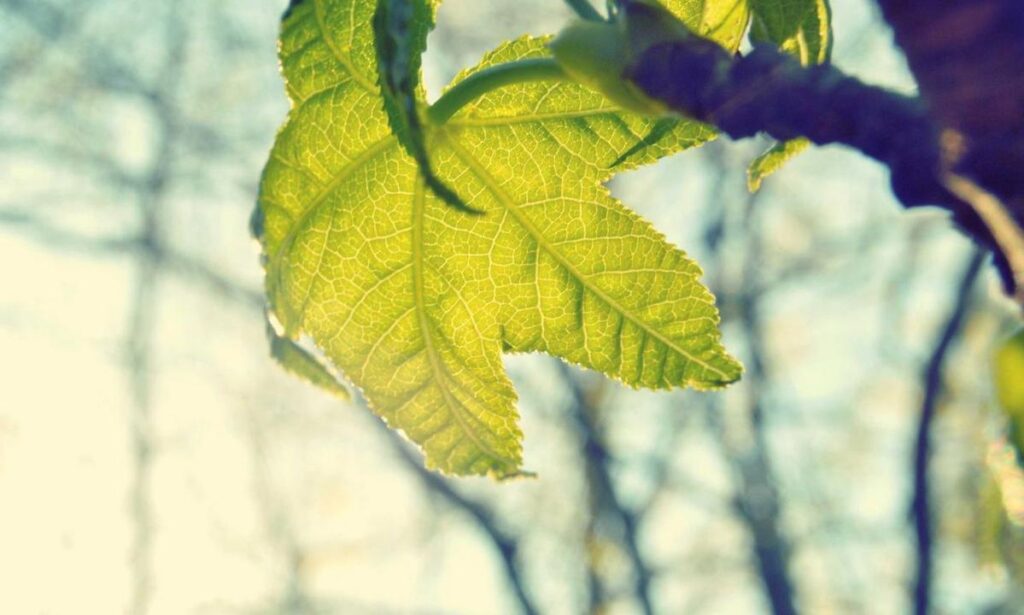 gscnewstown business news by craigscottcapital